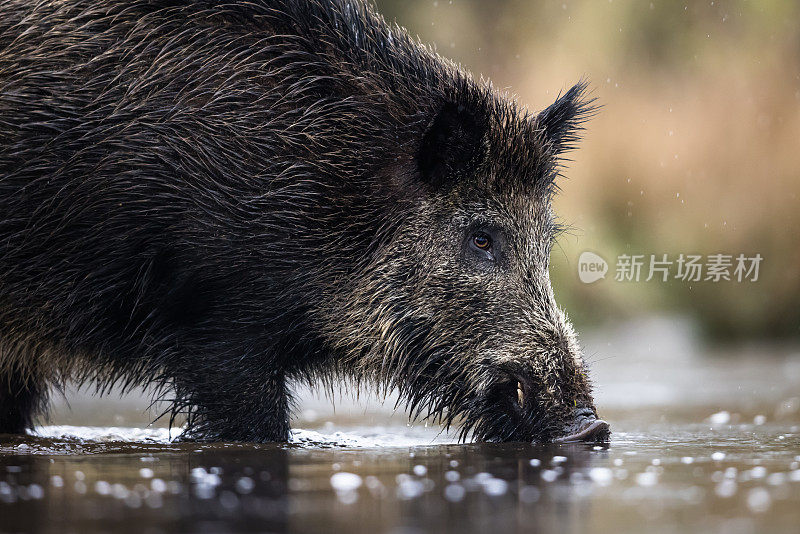 野猪(Sus scrofa)，欧亚野猪。